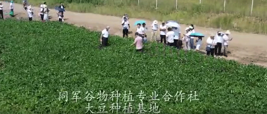 大豆种植基地